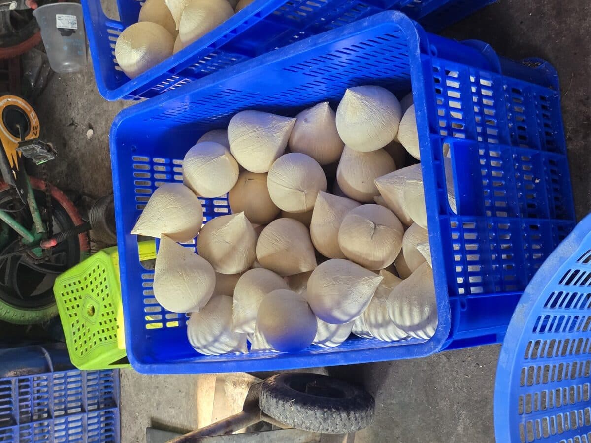 Dừa Xiêm — Lẻ — ảnh 3