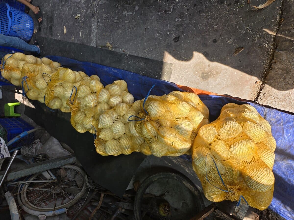 Dừa Xiêm — Sỉ — ảnh 3