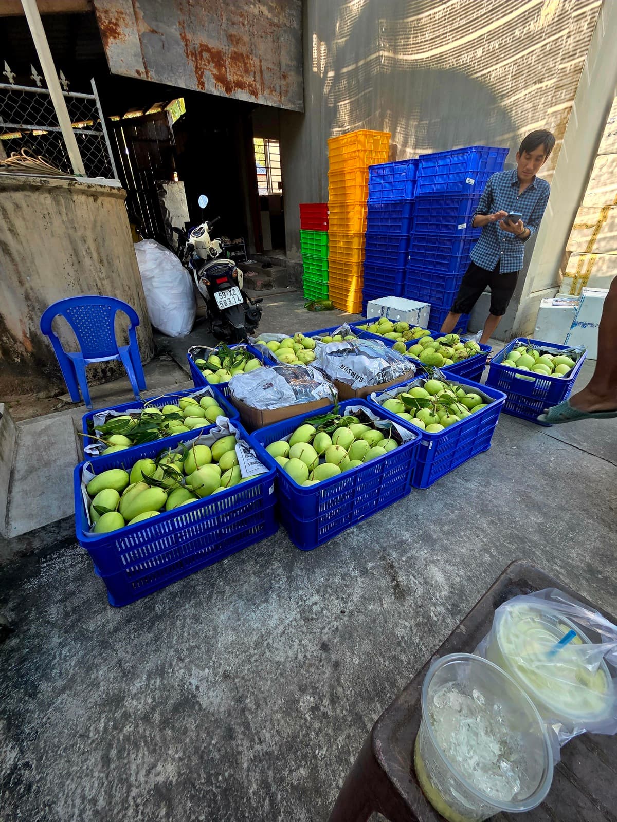 Vựa xoài đóng hàng ban ngày
