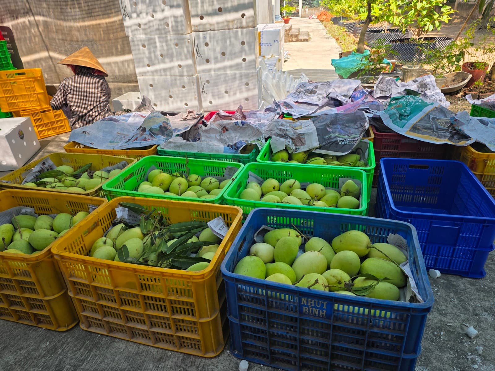Rổ xoài phân loại nhiều màu tại vựa