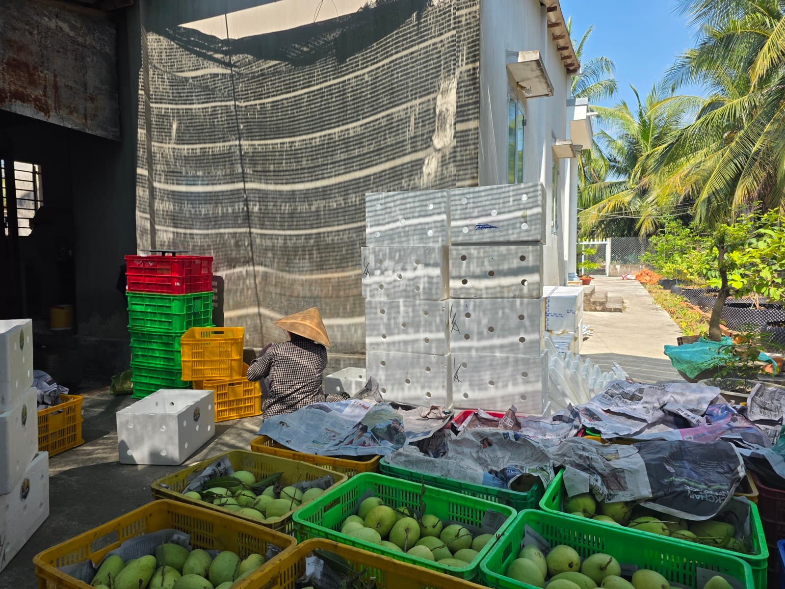 Xoài tại vựa — rổ nhiều màu