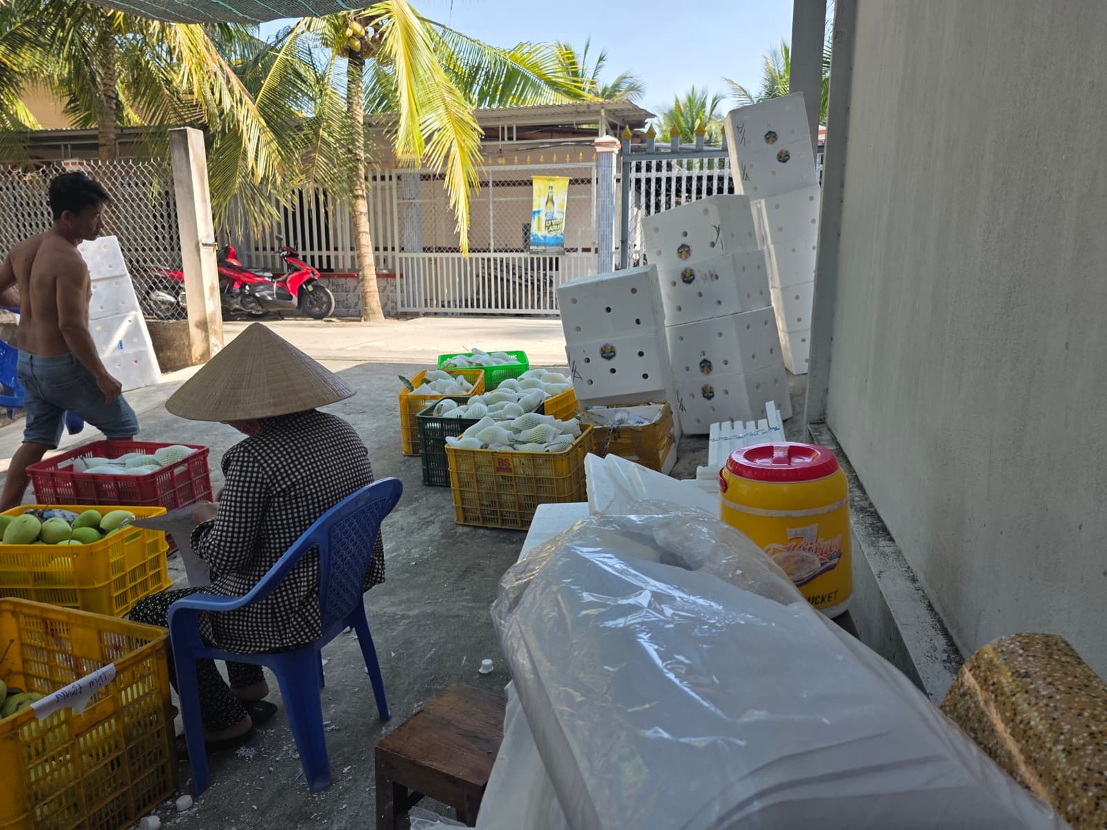 Xoài xanh trong rổ xanh