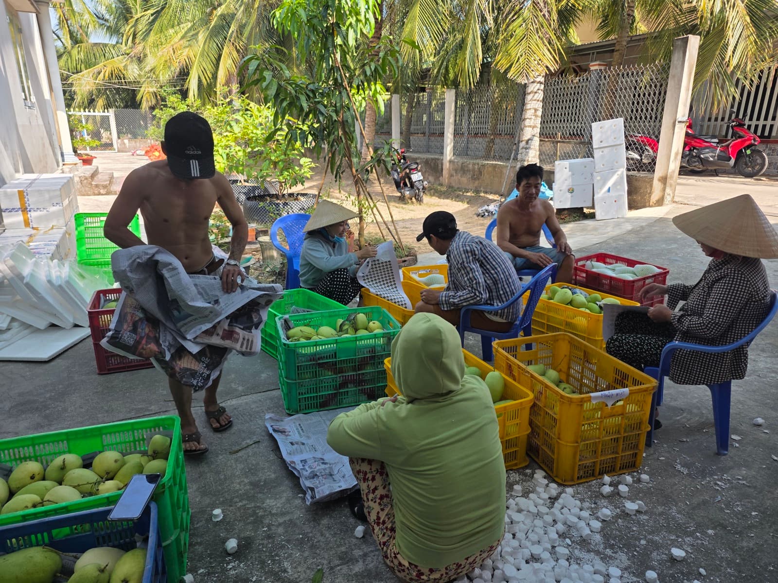 Đội ngũ phân loại xoài Tứ Quý — 700+ hộ dân Thạnh Phú tham gia