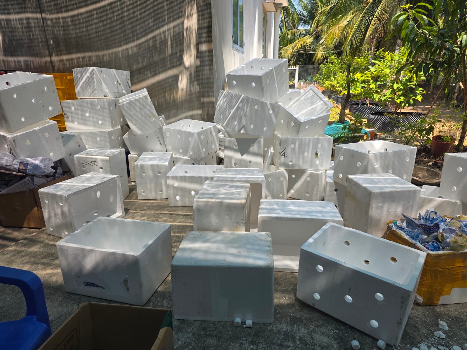 Thùng xốp đục lỗ chuẩn bị đóng xoài Tứ Quý — chống dập khi ship xa