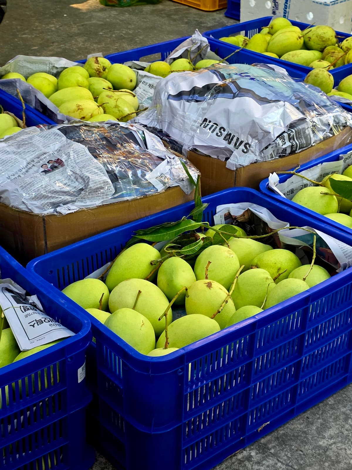 Xoài Tứ Quý Bến Tre còn cuống lá tươi — hái sáng tại vườn