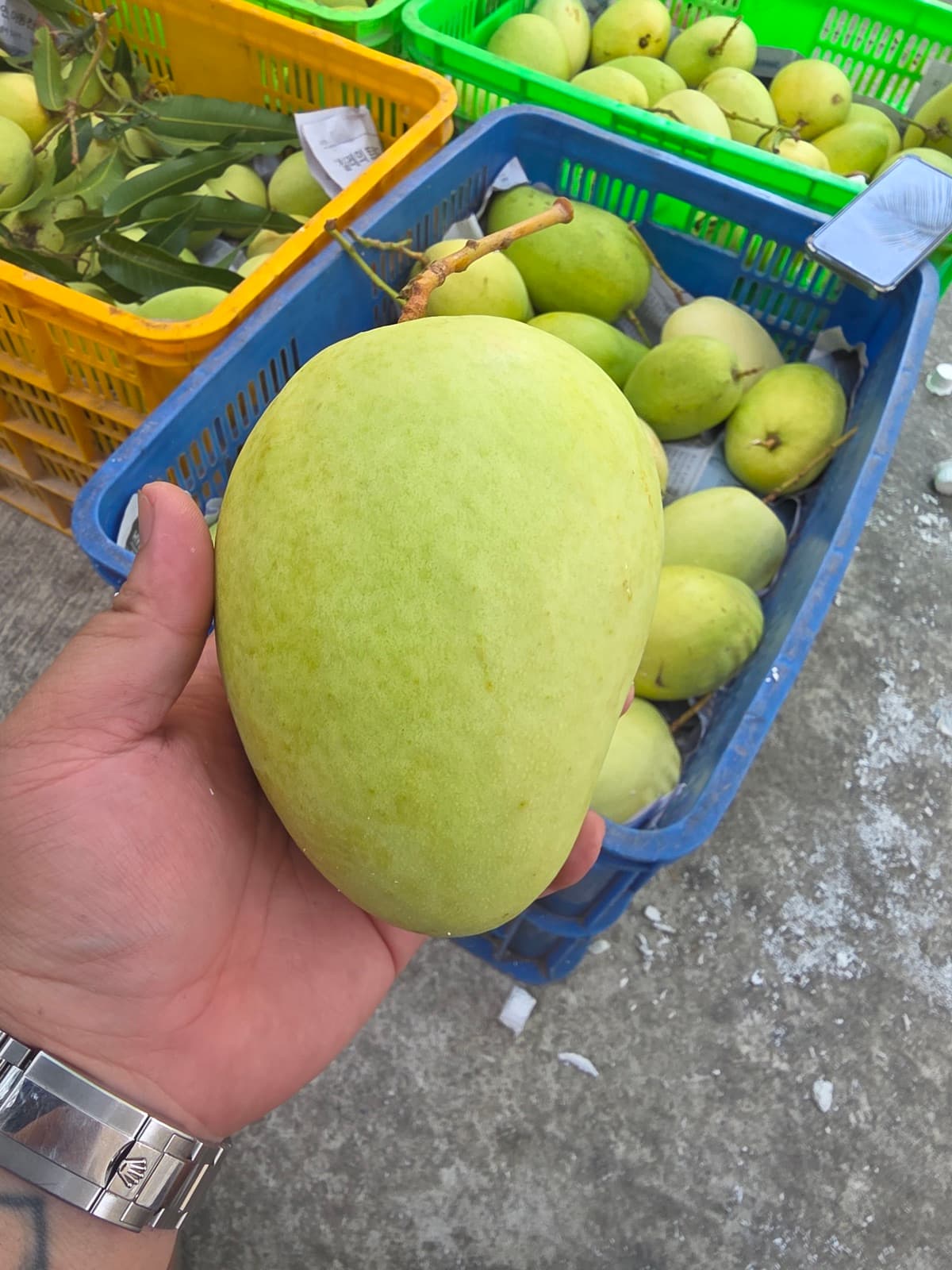 Quả xoài Tứ Quý VIP — kích thước 600-800g, nặng tay, da bóng vàng