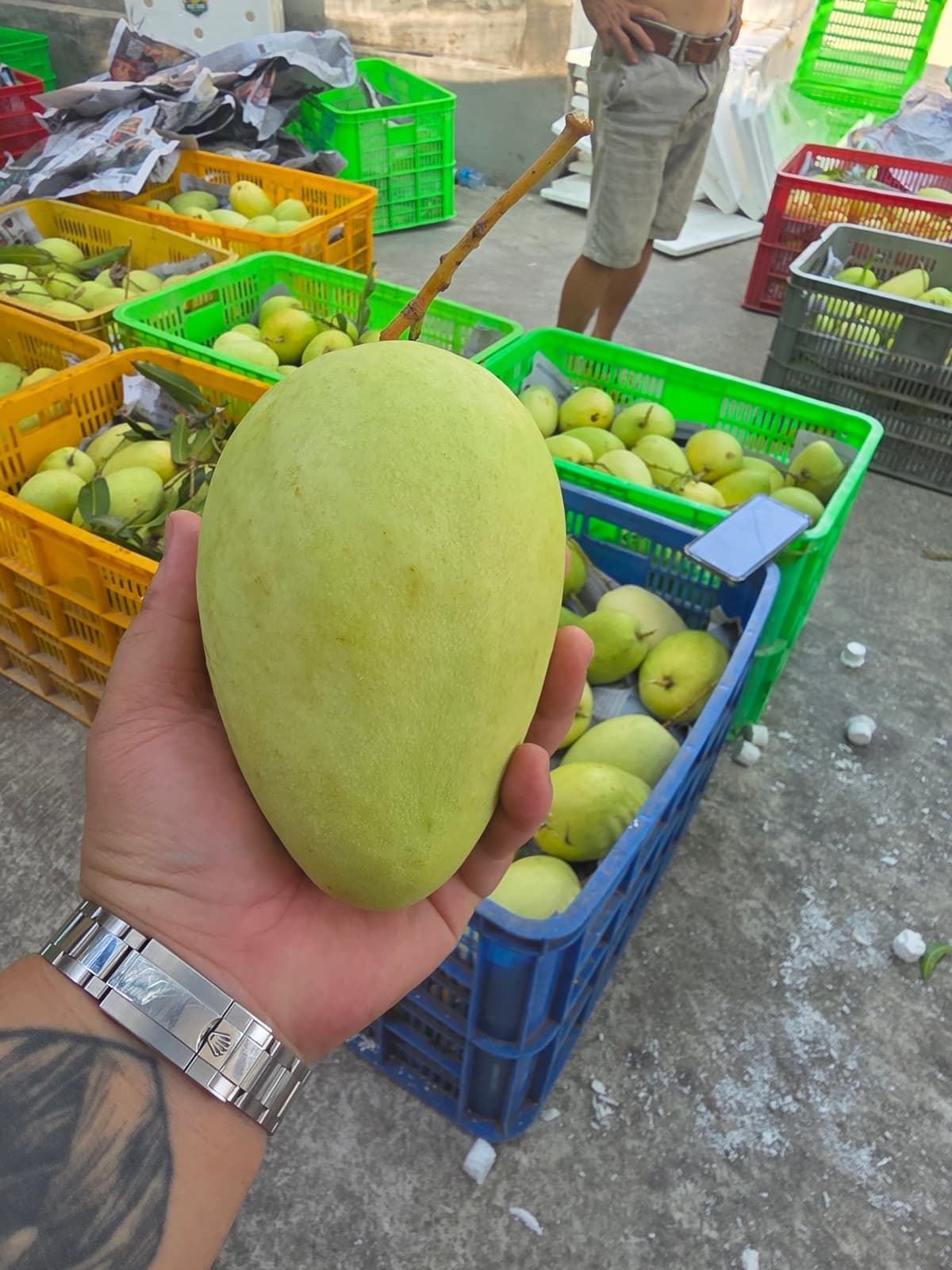 Xoài Tứ Quý VIP cận cảnh — quả to, đầy đặn, vỏ vàng nhạt đặc trưng