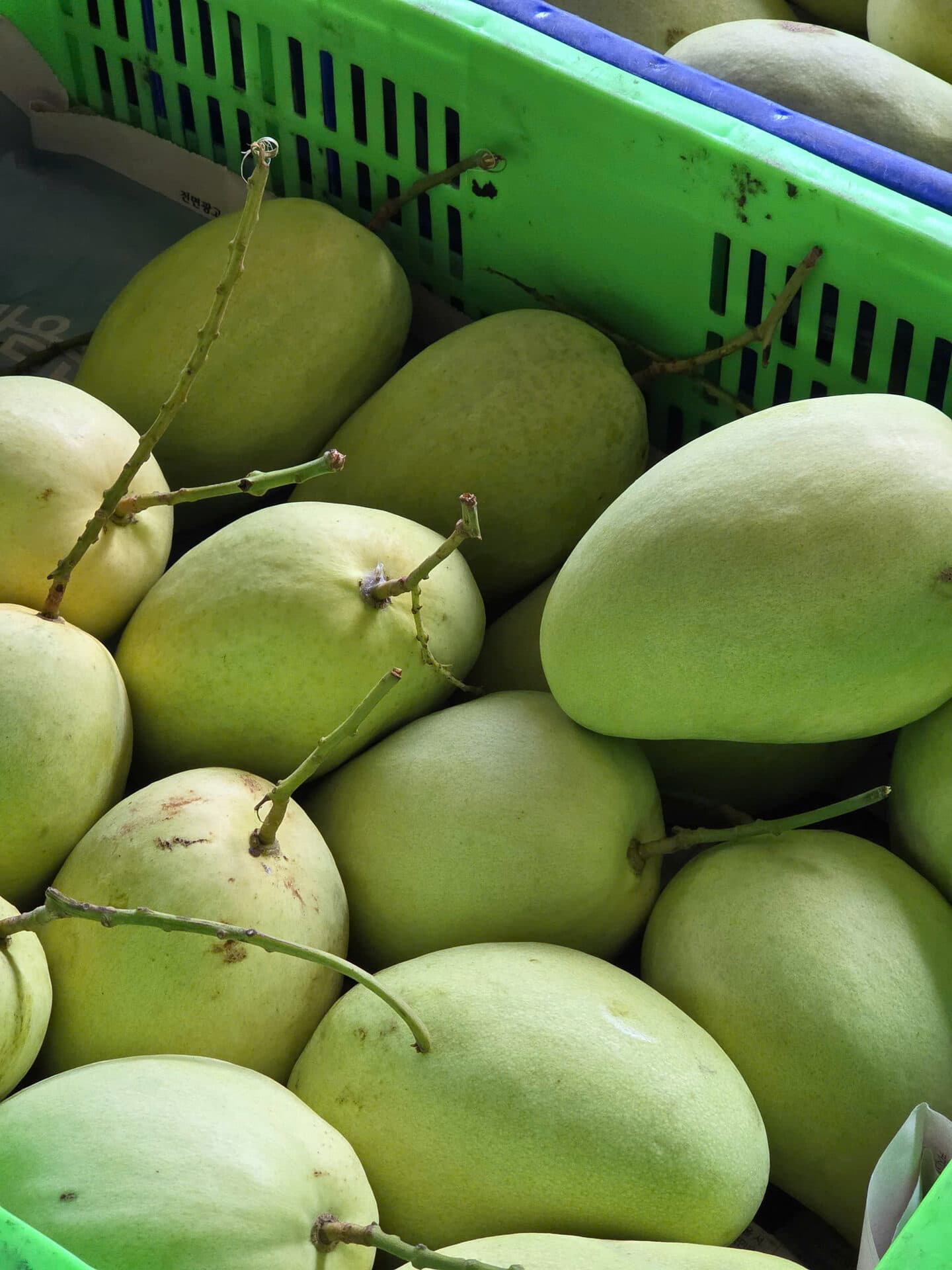 Xoài Tứ Quý — Loại 2 — ảnh 3