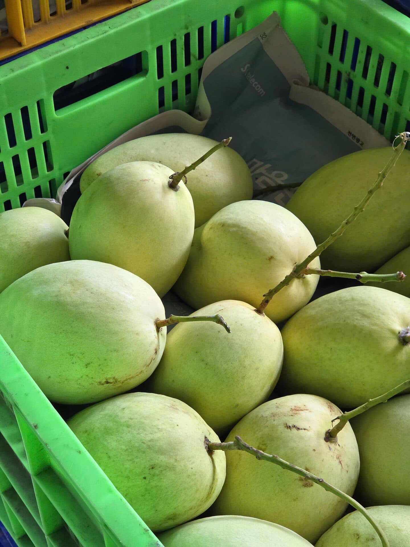 Xoài Tứ Quý — Loại 2 — ảnh 2