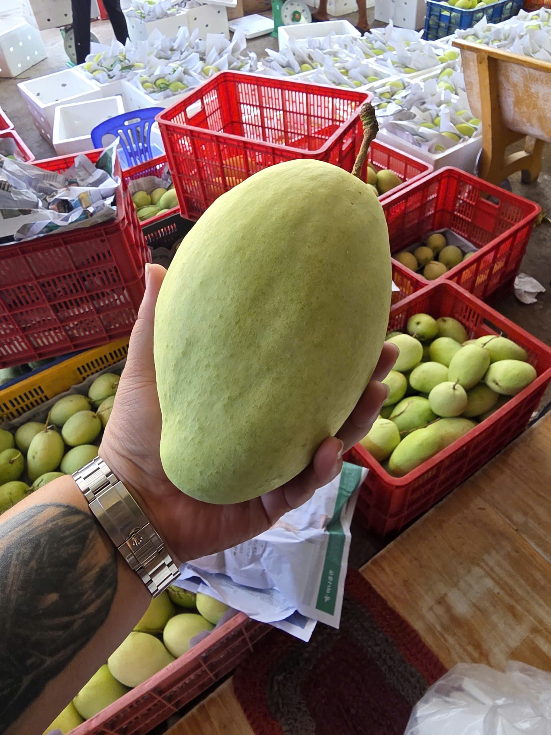 Xoài Tứ Quý Bến Tre — tay cầm quả lớn tại vựa