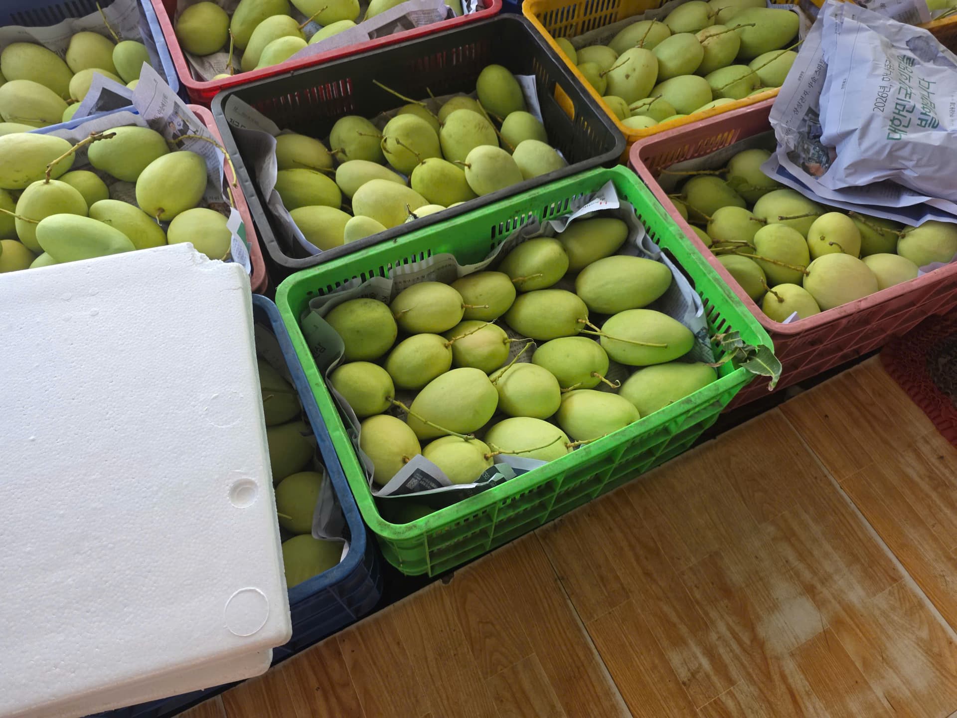 Hàng trăm ký xoài trong rổ — chuẩn bị giao