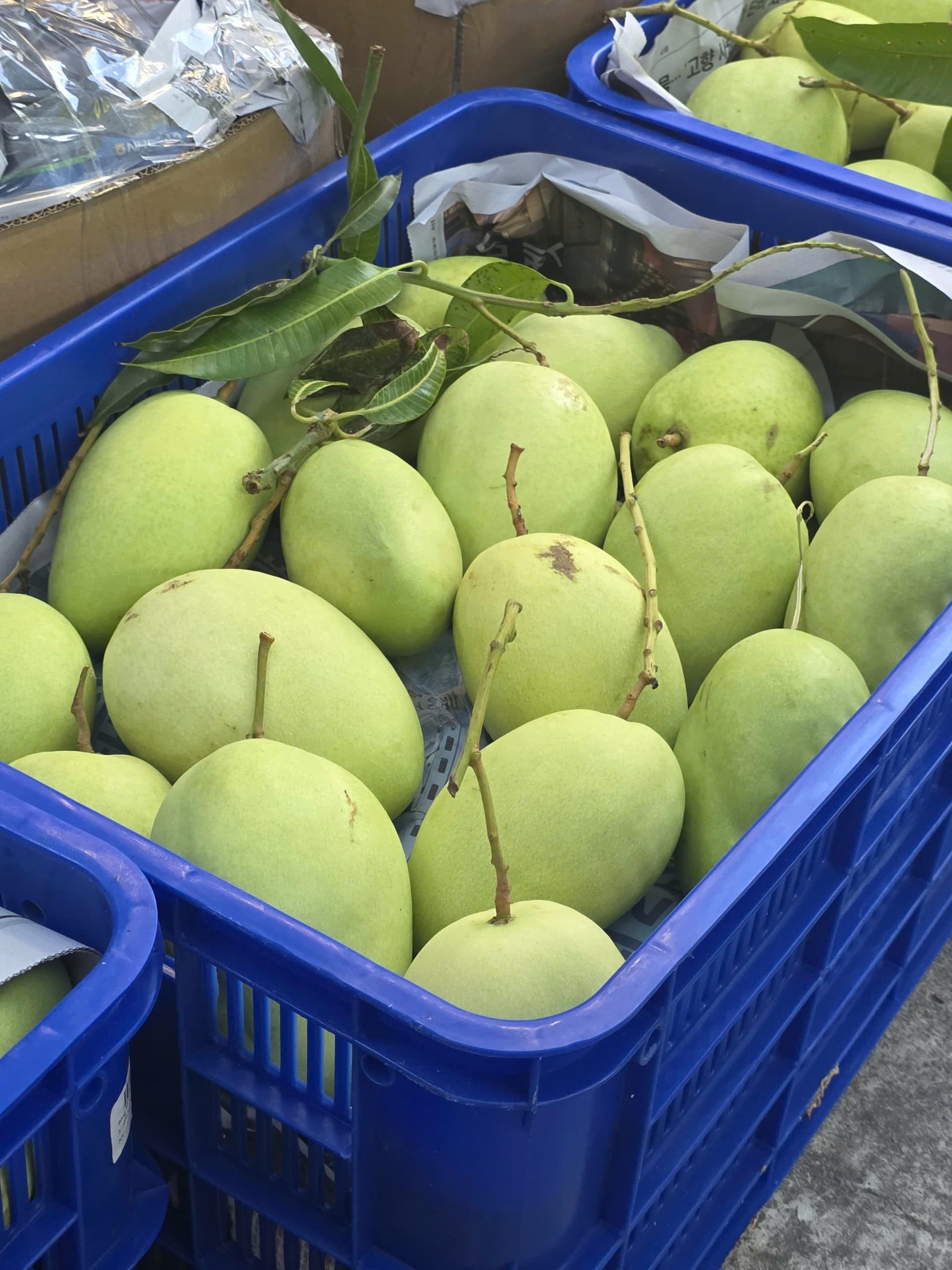 Rổ xoài xanh tươi mới hái — close-up